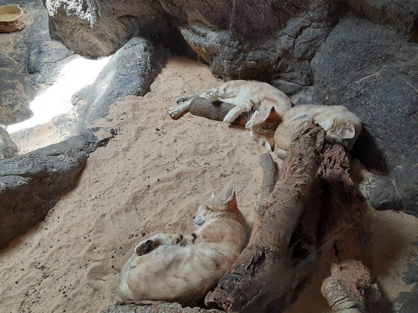 Sand Cats