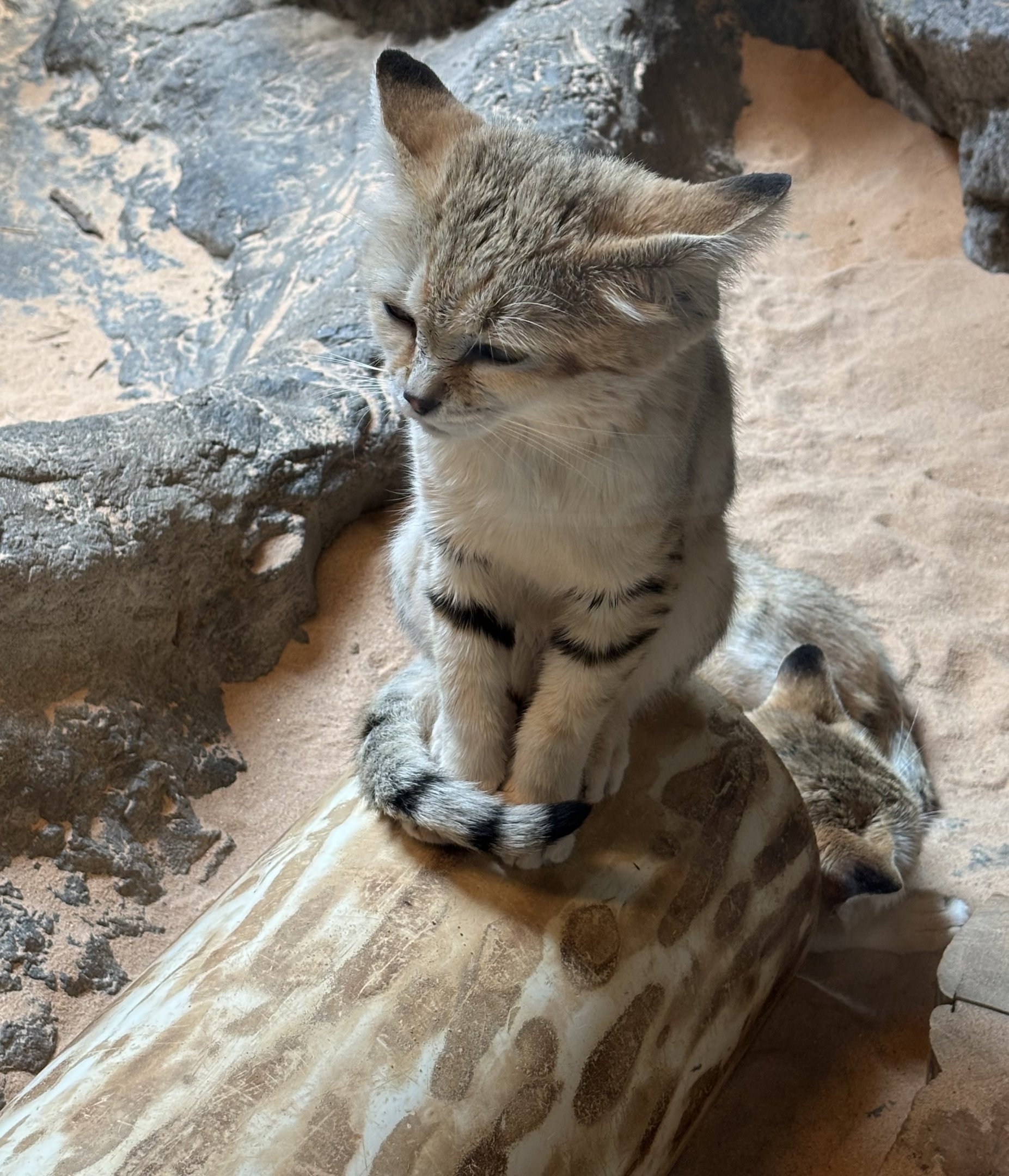 Sand Cats