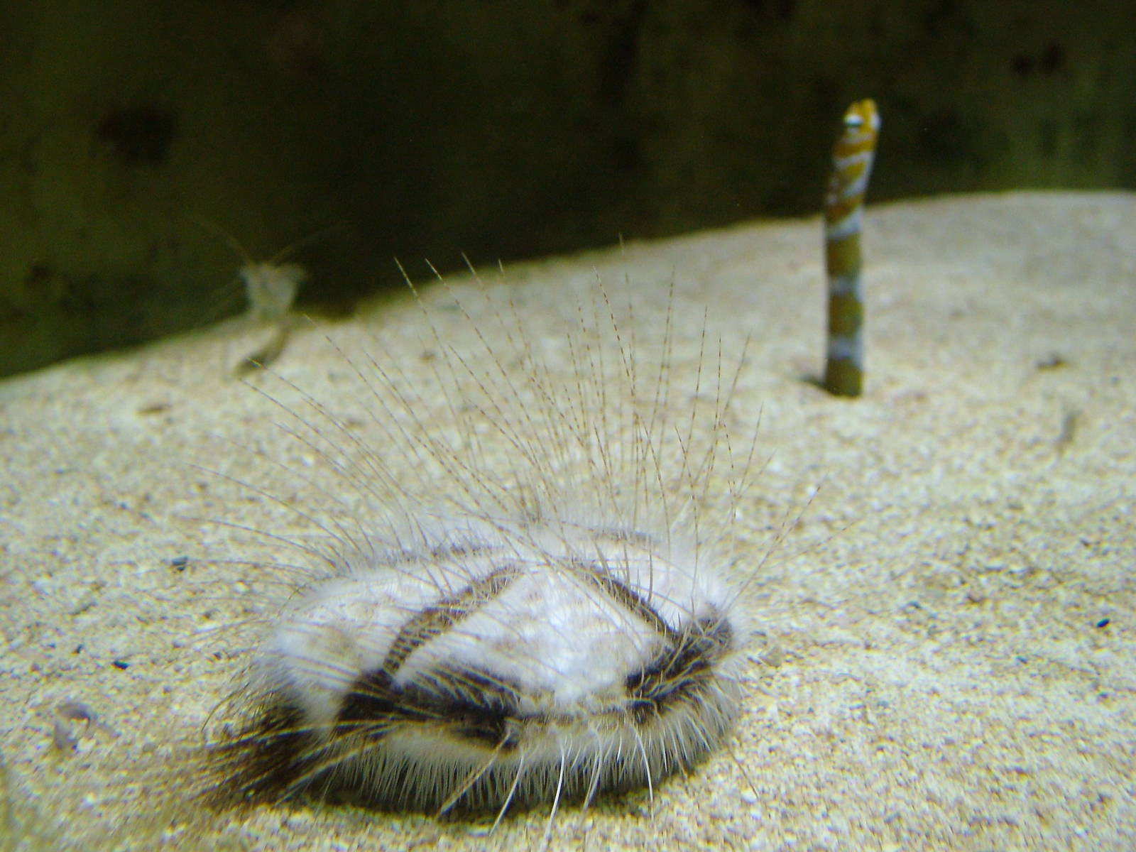 Sand Dollar at Cologne, 07/09/10