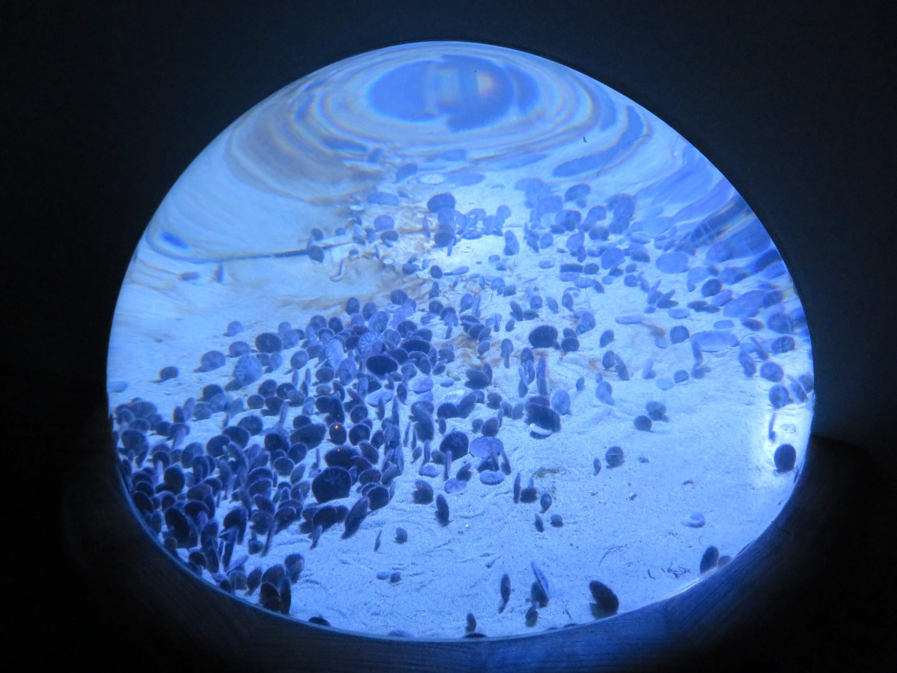 Sand Dollar Display