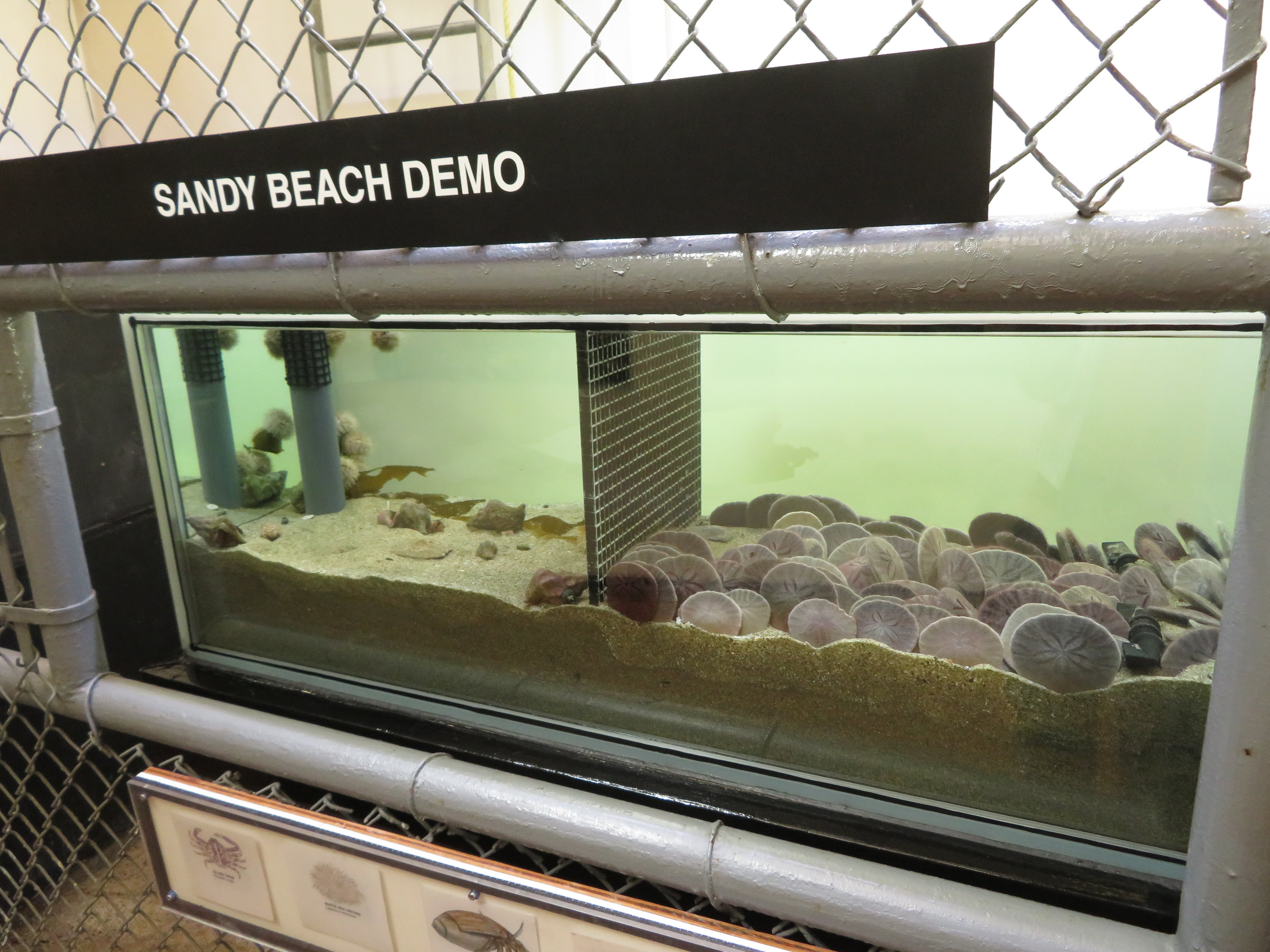 Sand Dollar Display