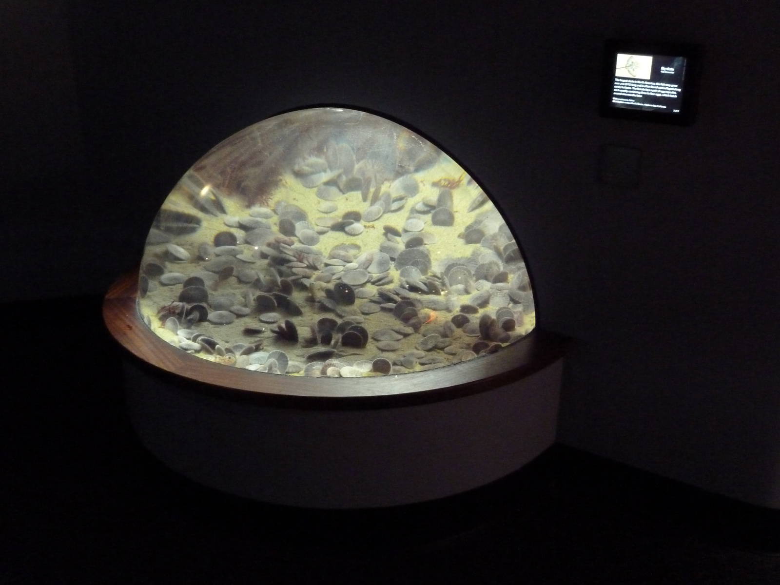 Sand Dollar Exhibit