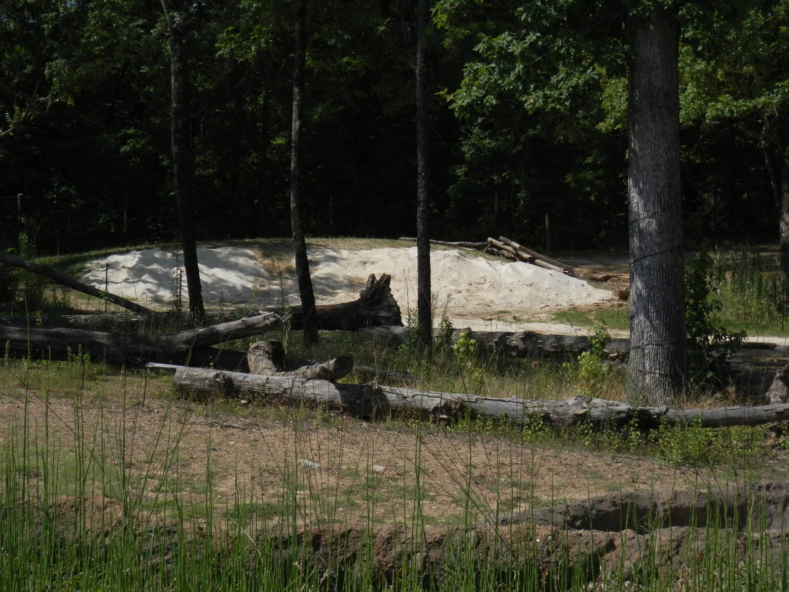 Sand dune in elephant yard