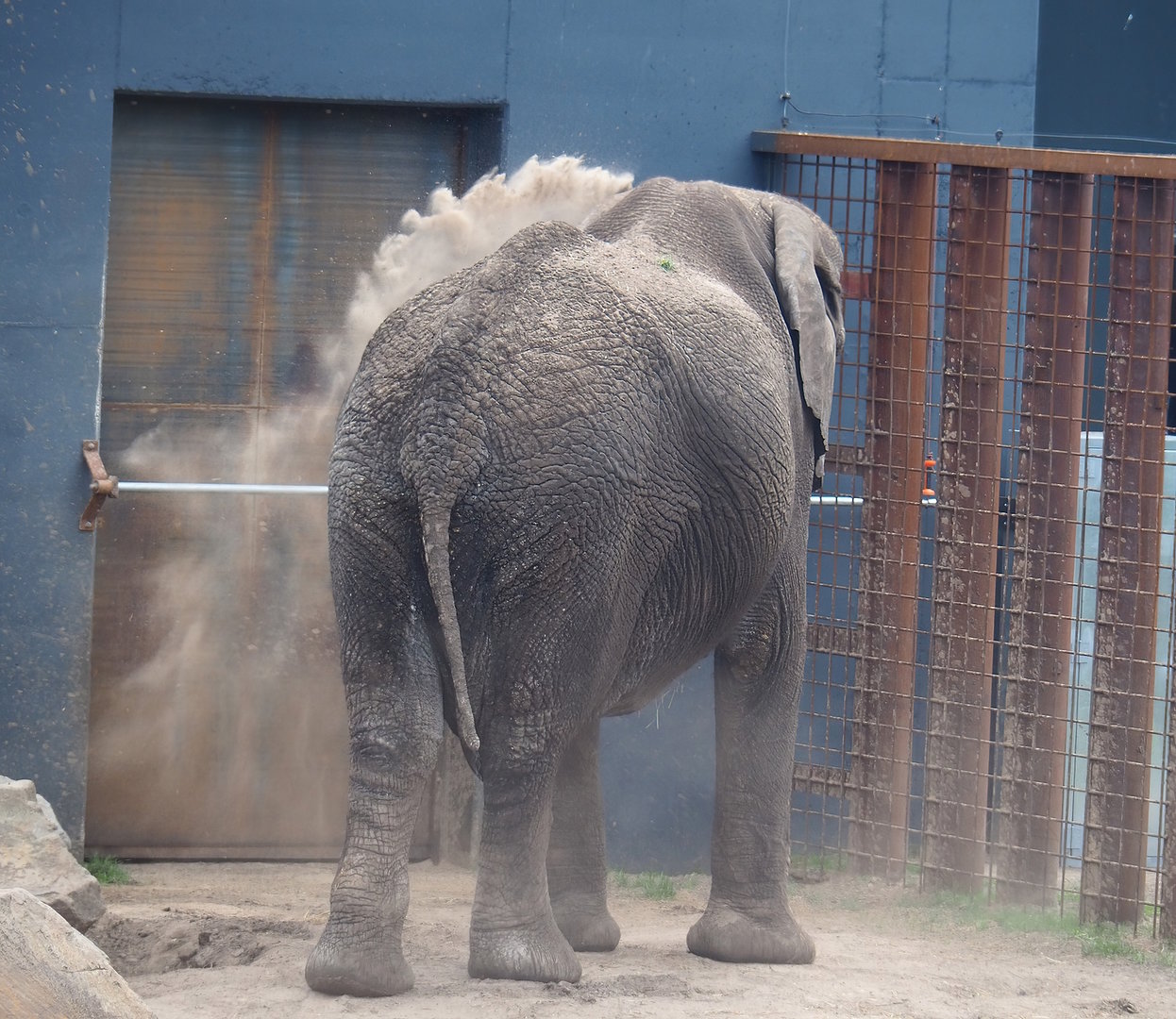 Sand-dusting African bush elephant bull (Loxodonta africana), 2022-06-12