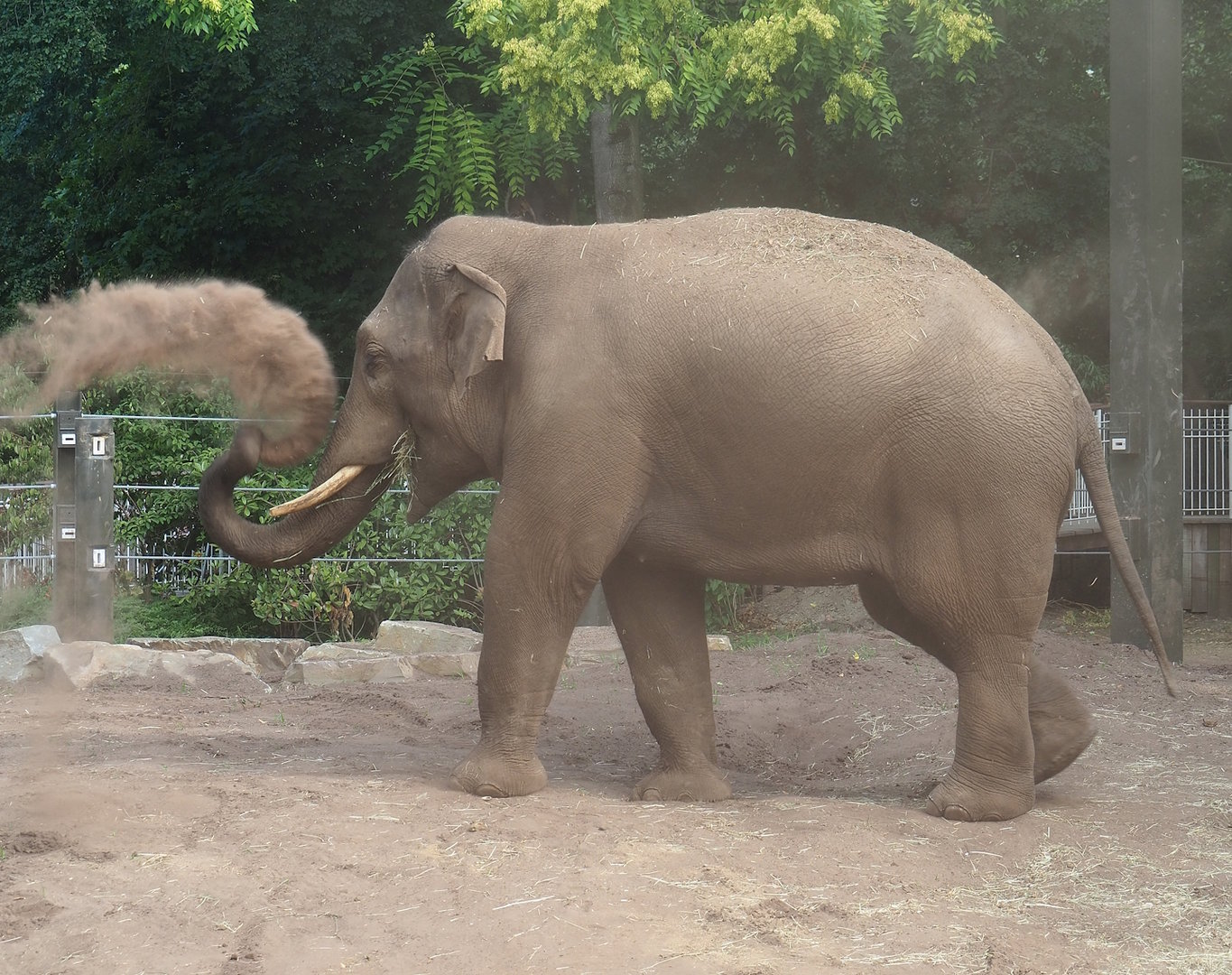 Sand-dusting Asian elephant (Elephas maximus), 2023-07-22