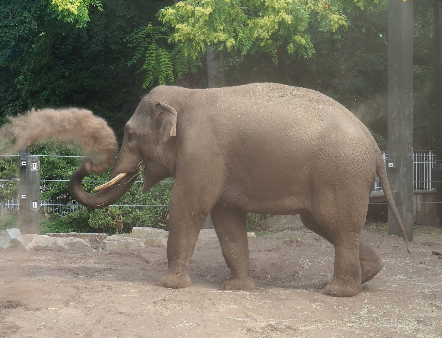 Sand-dusting Asian elephant (Elephas maximus), 2023-07-22