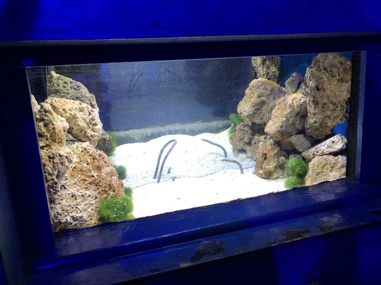 Sand Eel Tank at SEA LIFE Blackpool (2019)