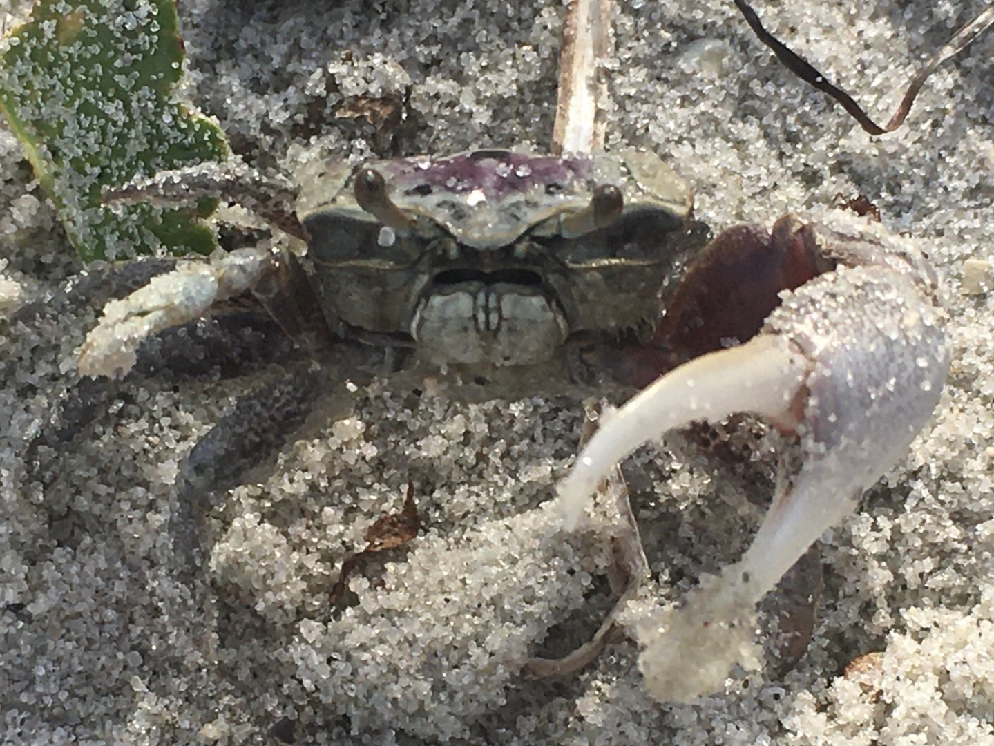 Sand Fiddler Crab (Leptuca pugilator)