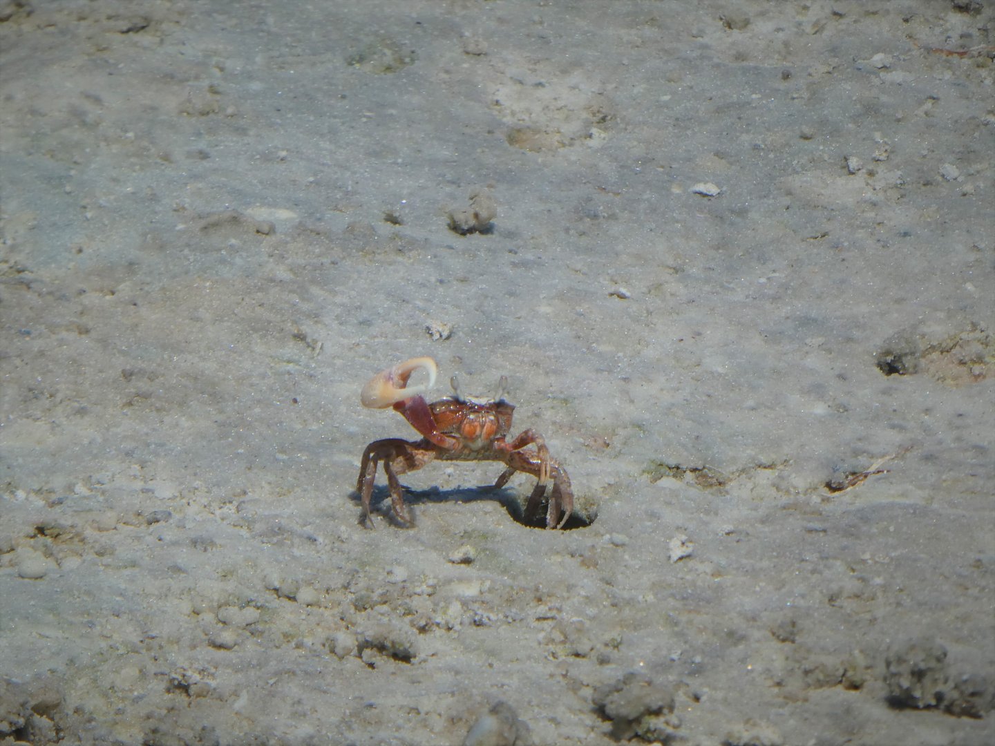 Sand Fiddler Crab