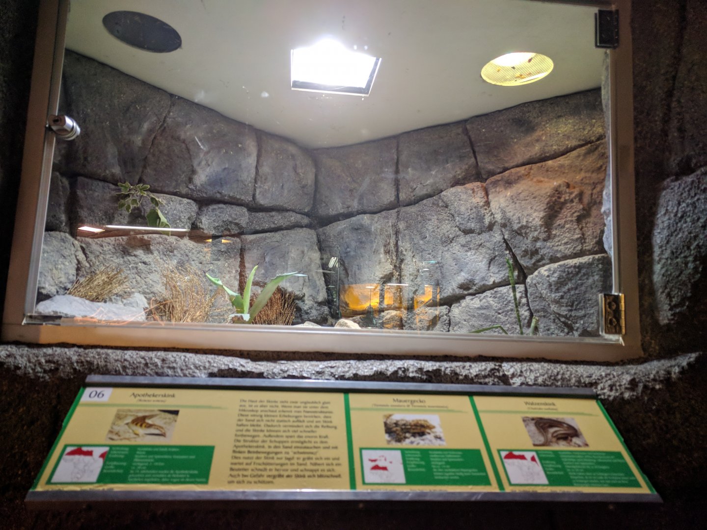 Sand Fish, Skink and Wall Gecko Enclosure