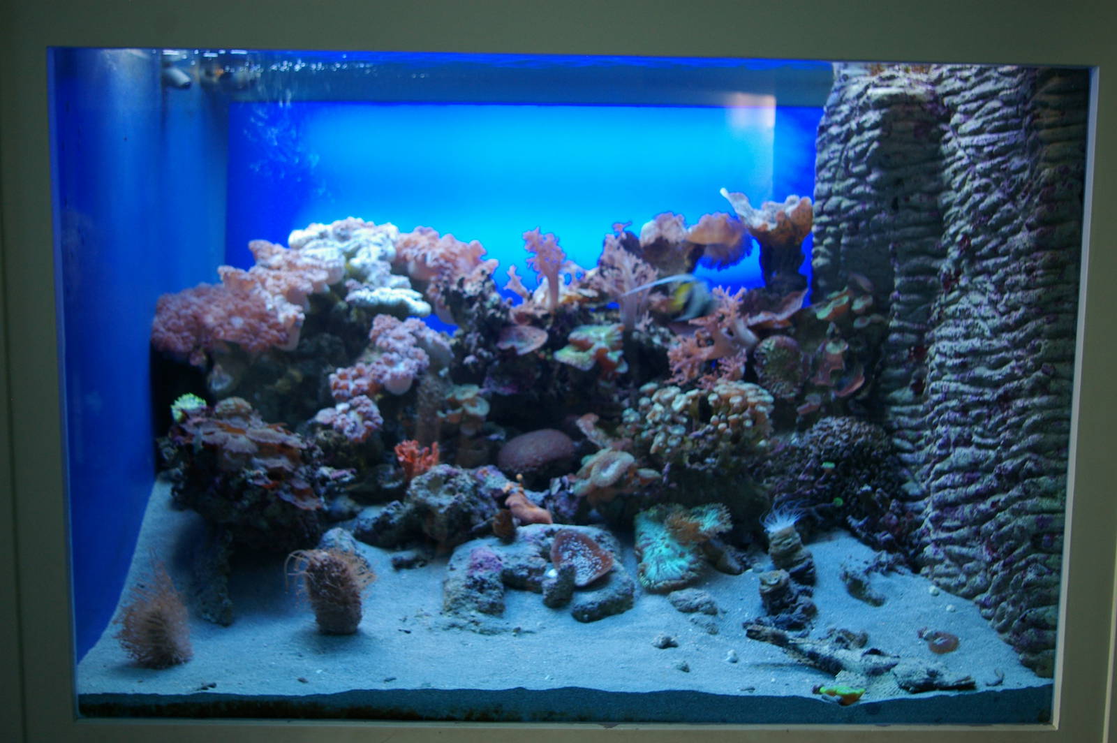 sand-flat reef tank