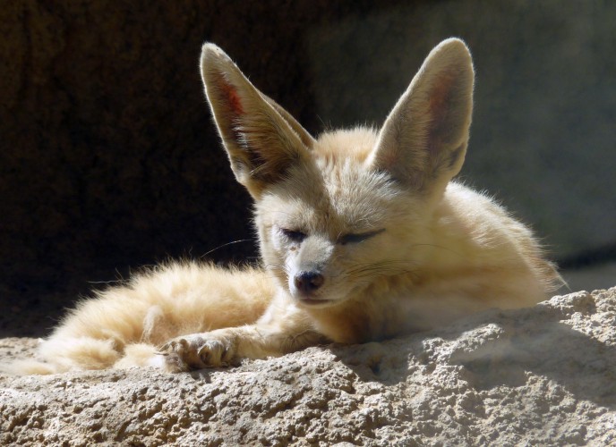 Sand fox (Vulpes rueppellii)