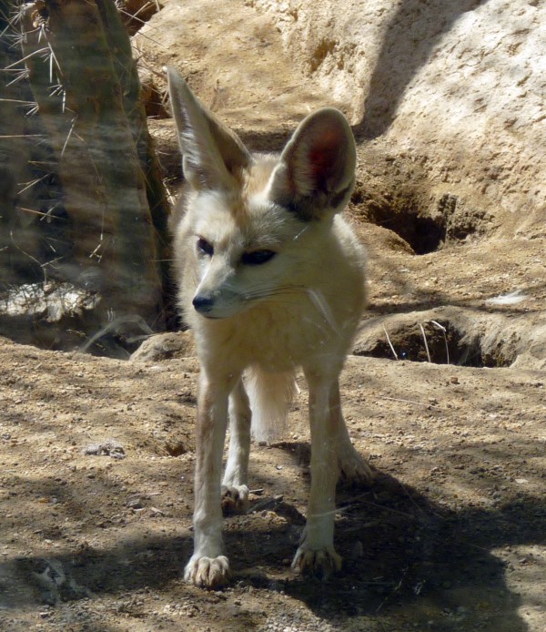 Sand fox (Vulpes rueppellii)