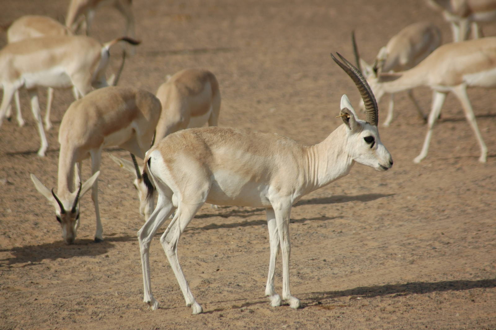Sand Gazelle (Gazella subgutturosa marica)