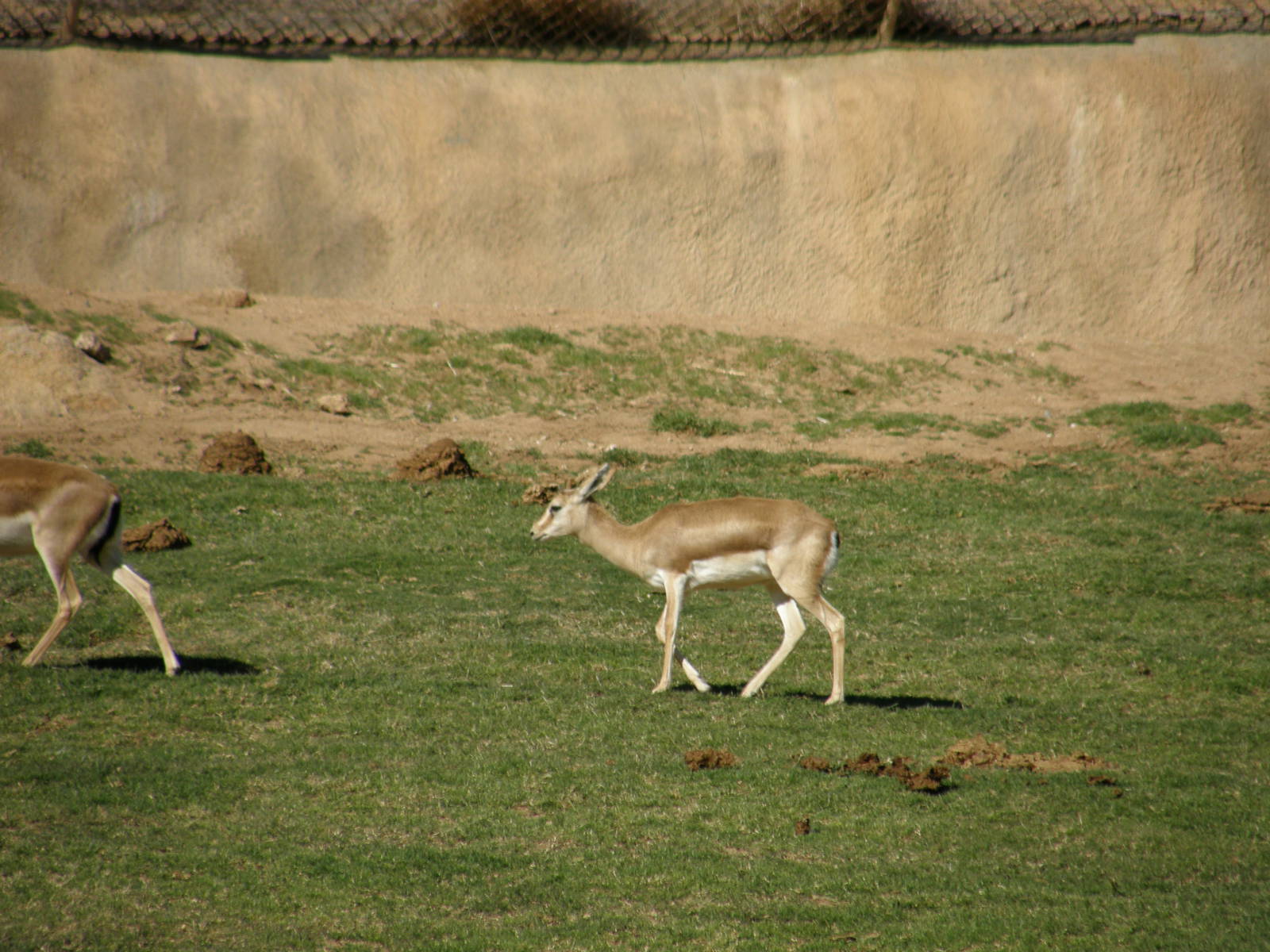 sand gazelle