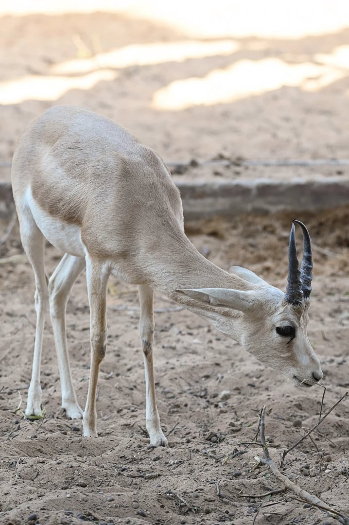 Sand Gazelle