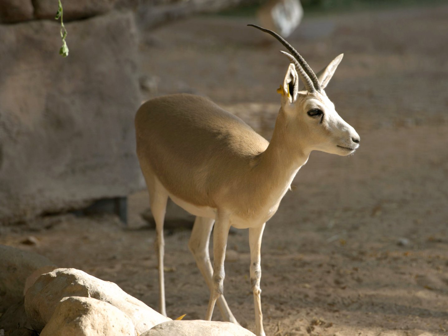 Sand Gazelle