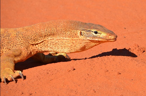 Sand goanna  2