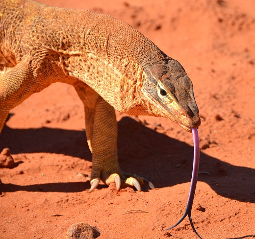 Sand goanna  3