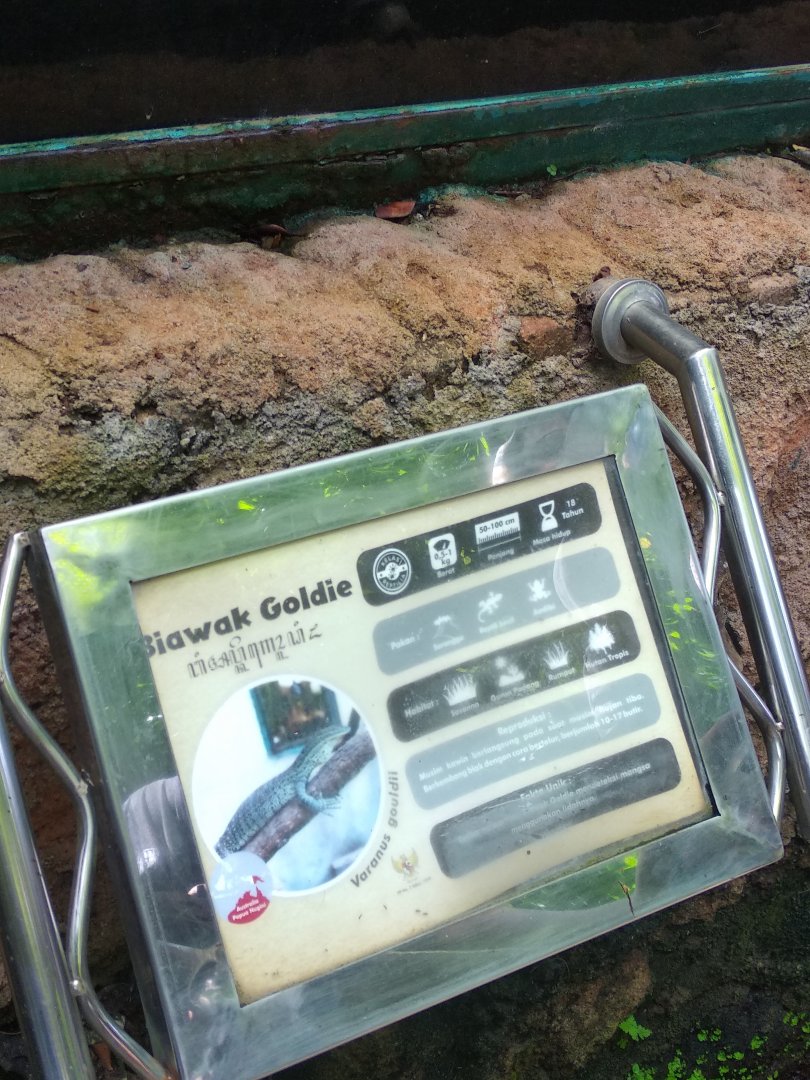 Sand goanna (Varanus gouldii) information panel