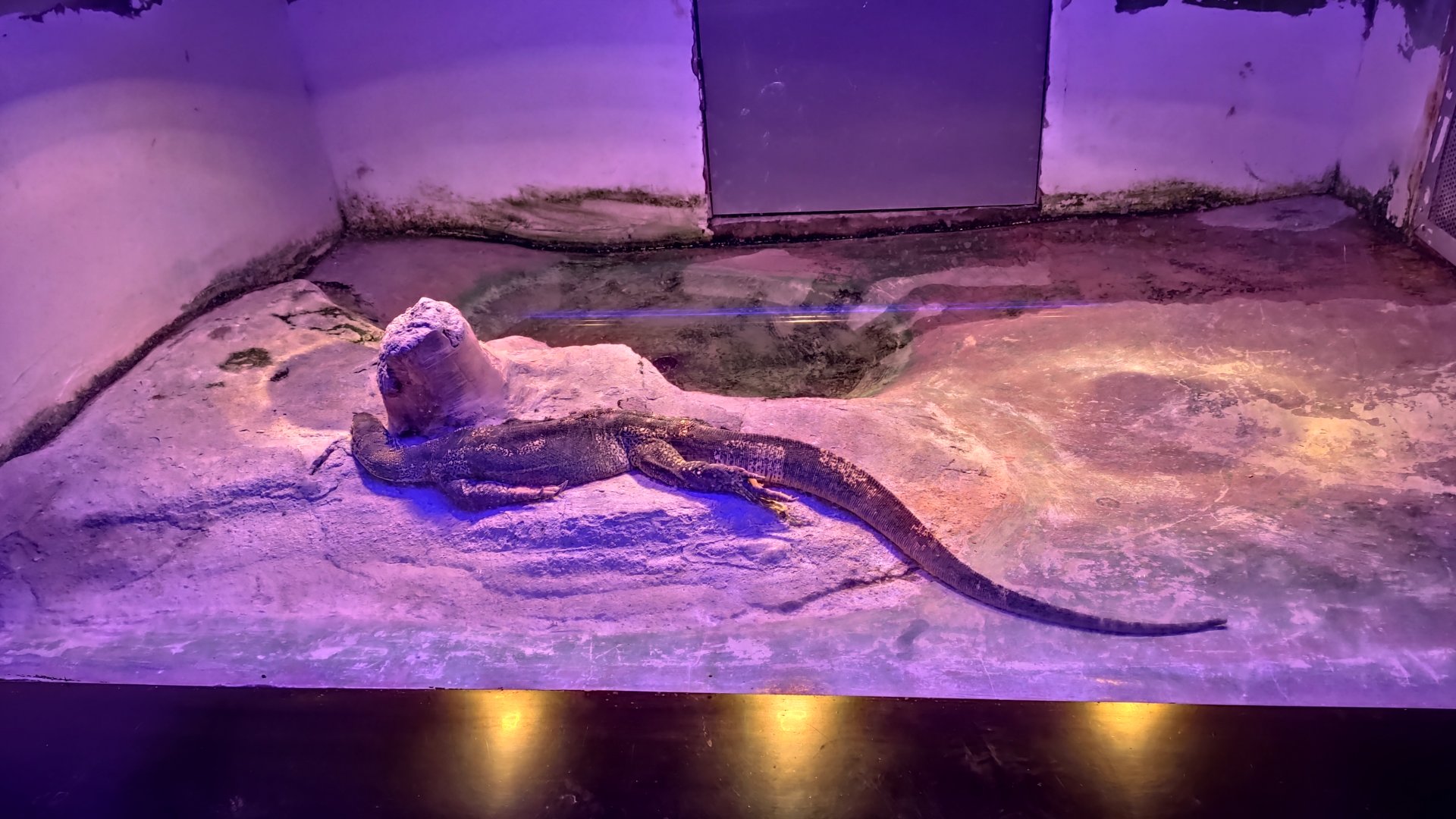 Sand goanna（Varanus gouldii）or other varanus/monitor lizard