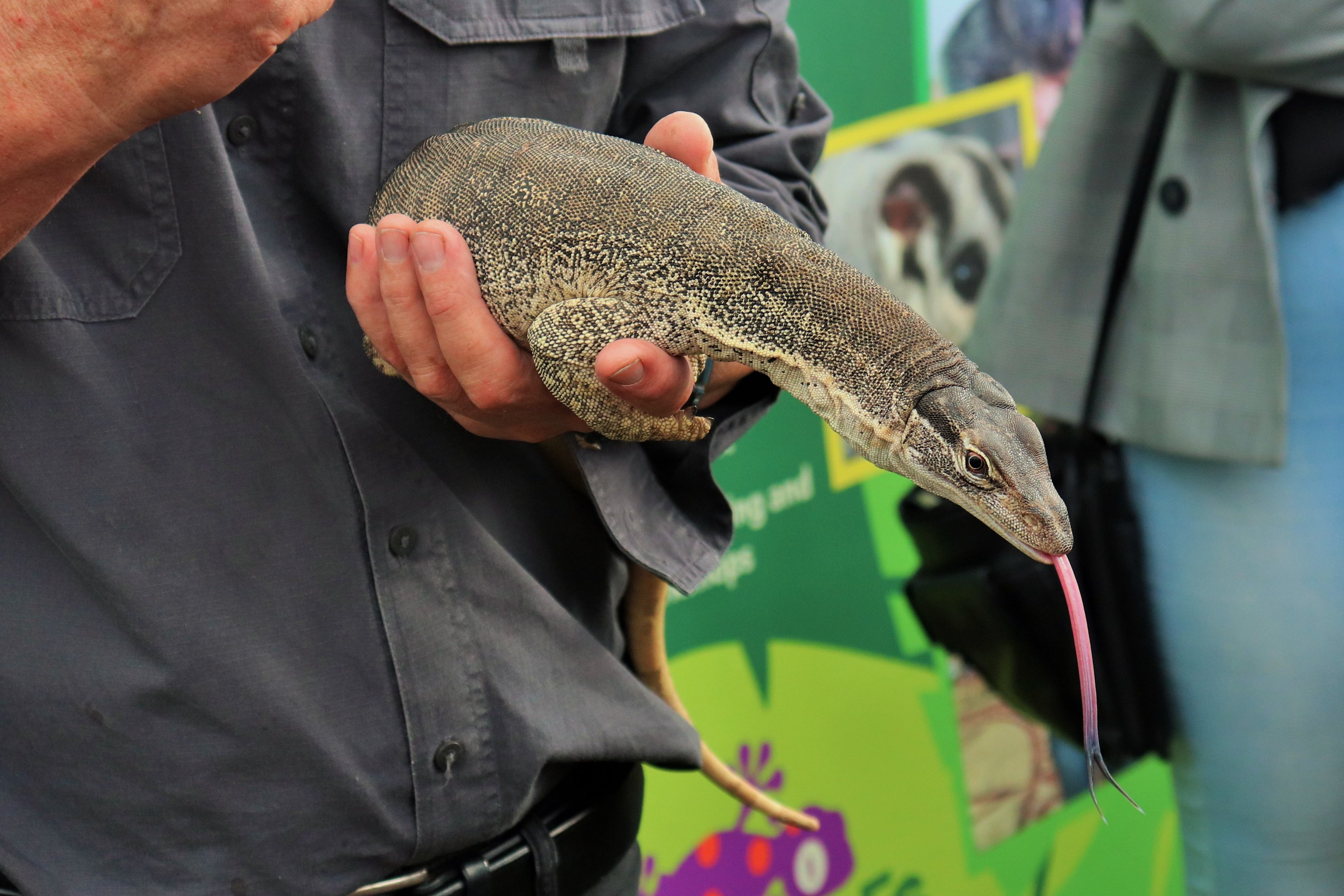 Sand Goanna (Varanus gouldii)