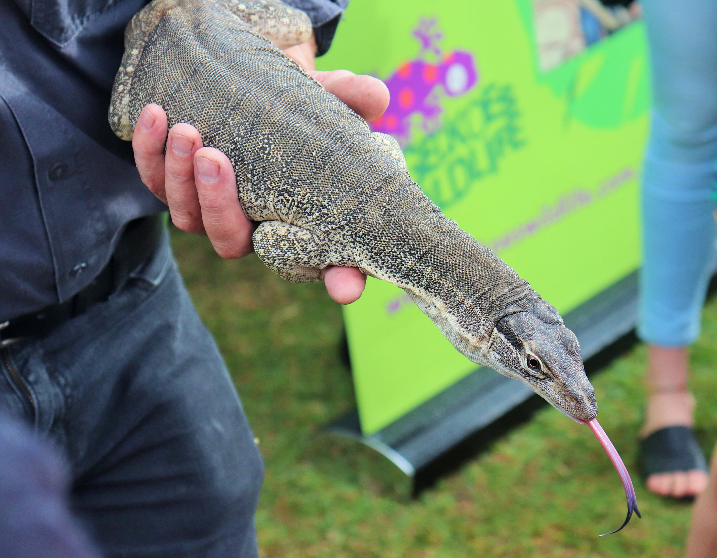 Sand Goanna (Varanus gouldii)