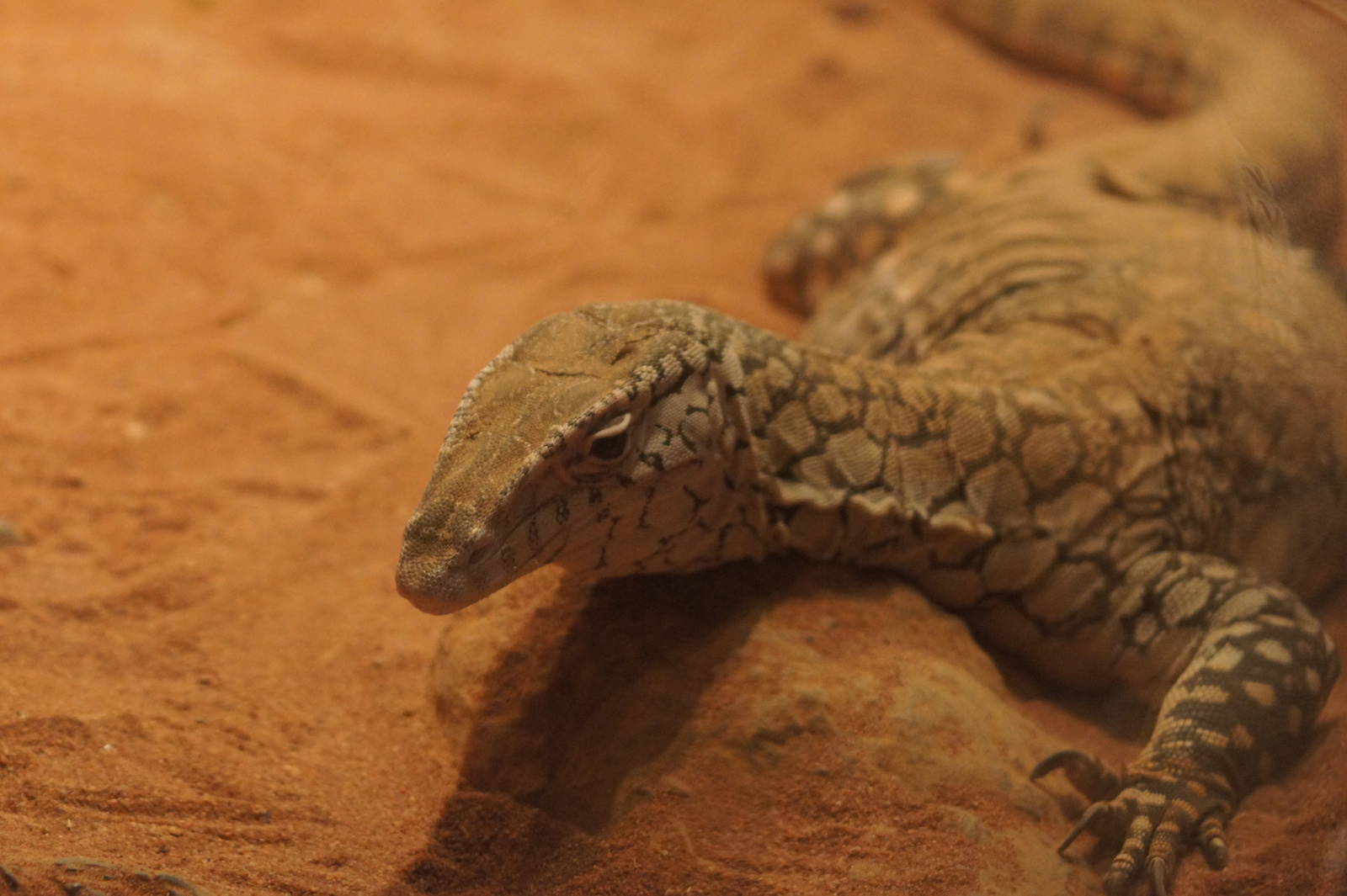 Sand goanna