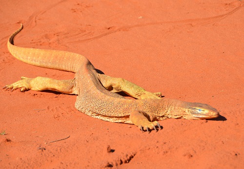 Sand goanna.