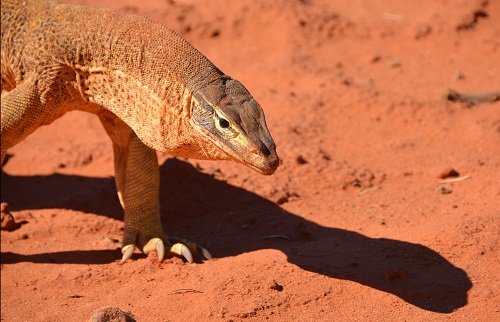Sand goanna