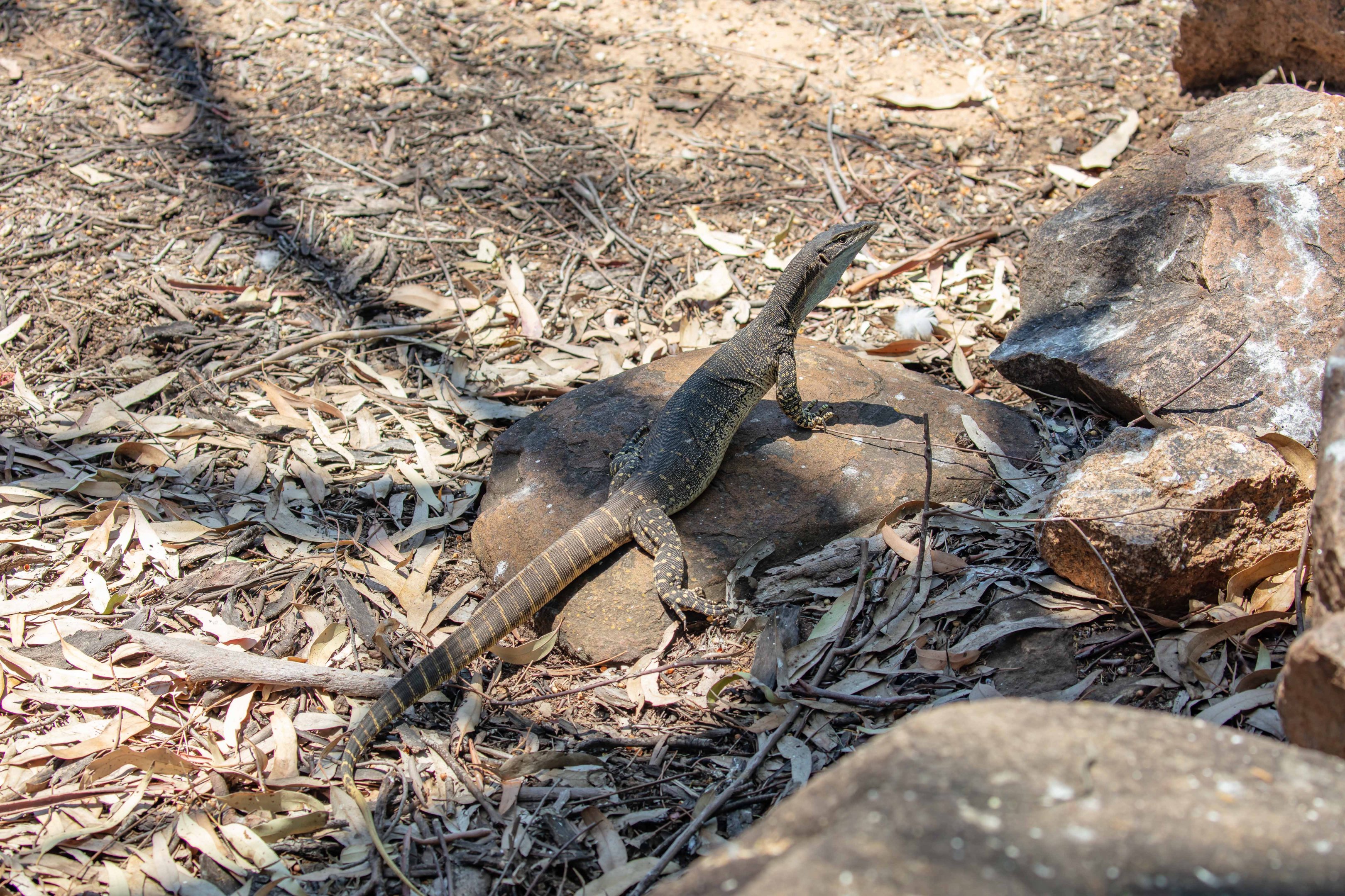 Sand Goanna