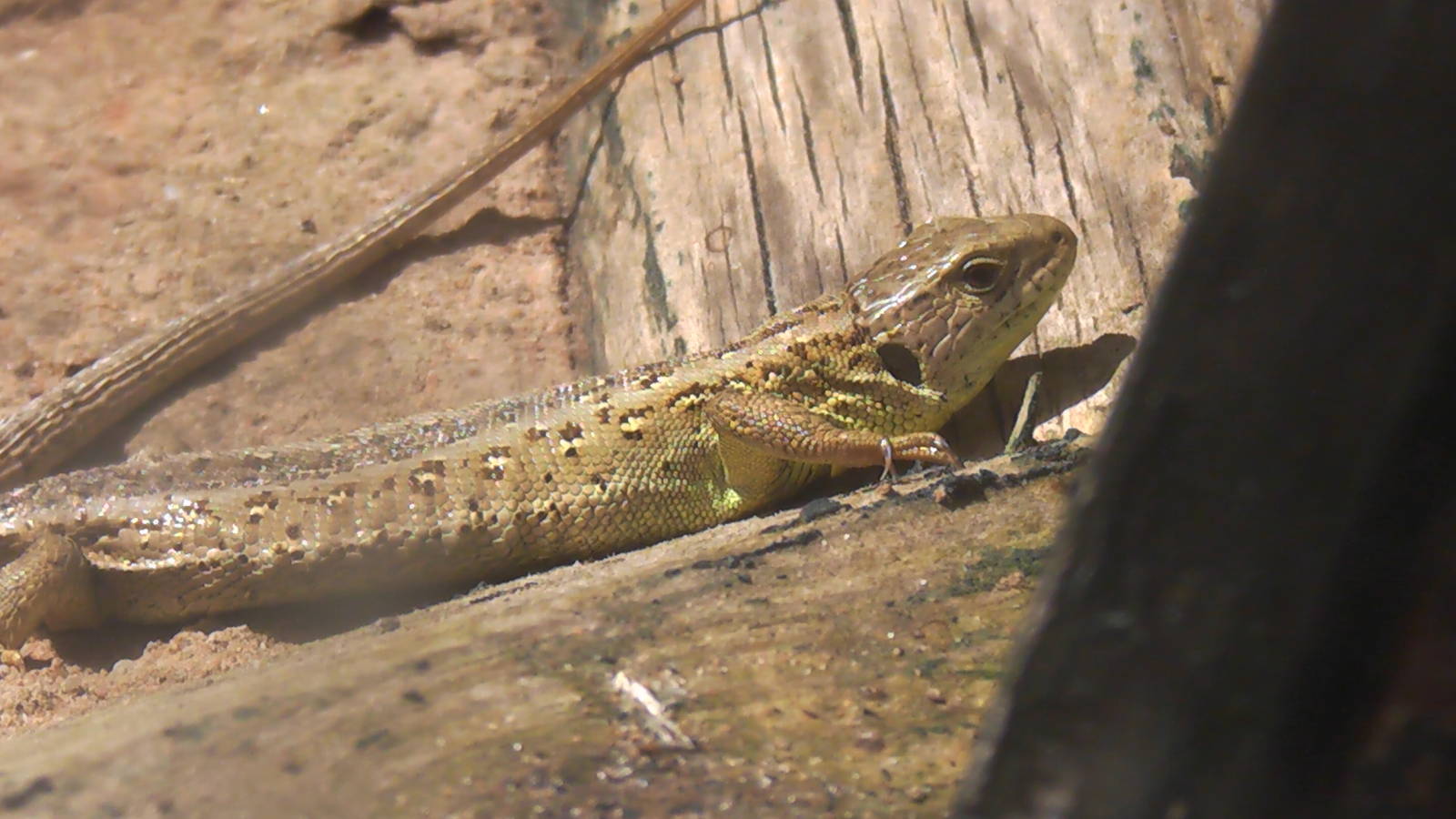 Sand Lizard 19.6.10