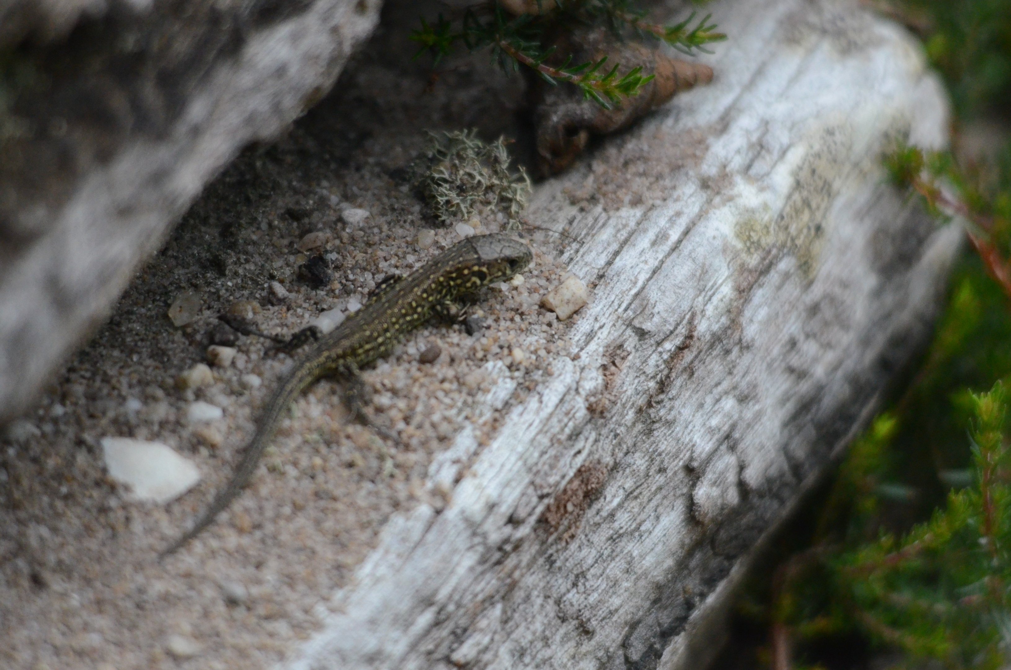 Sand Lizard at Arne, 12/08/19
