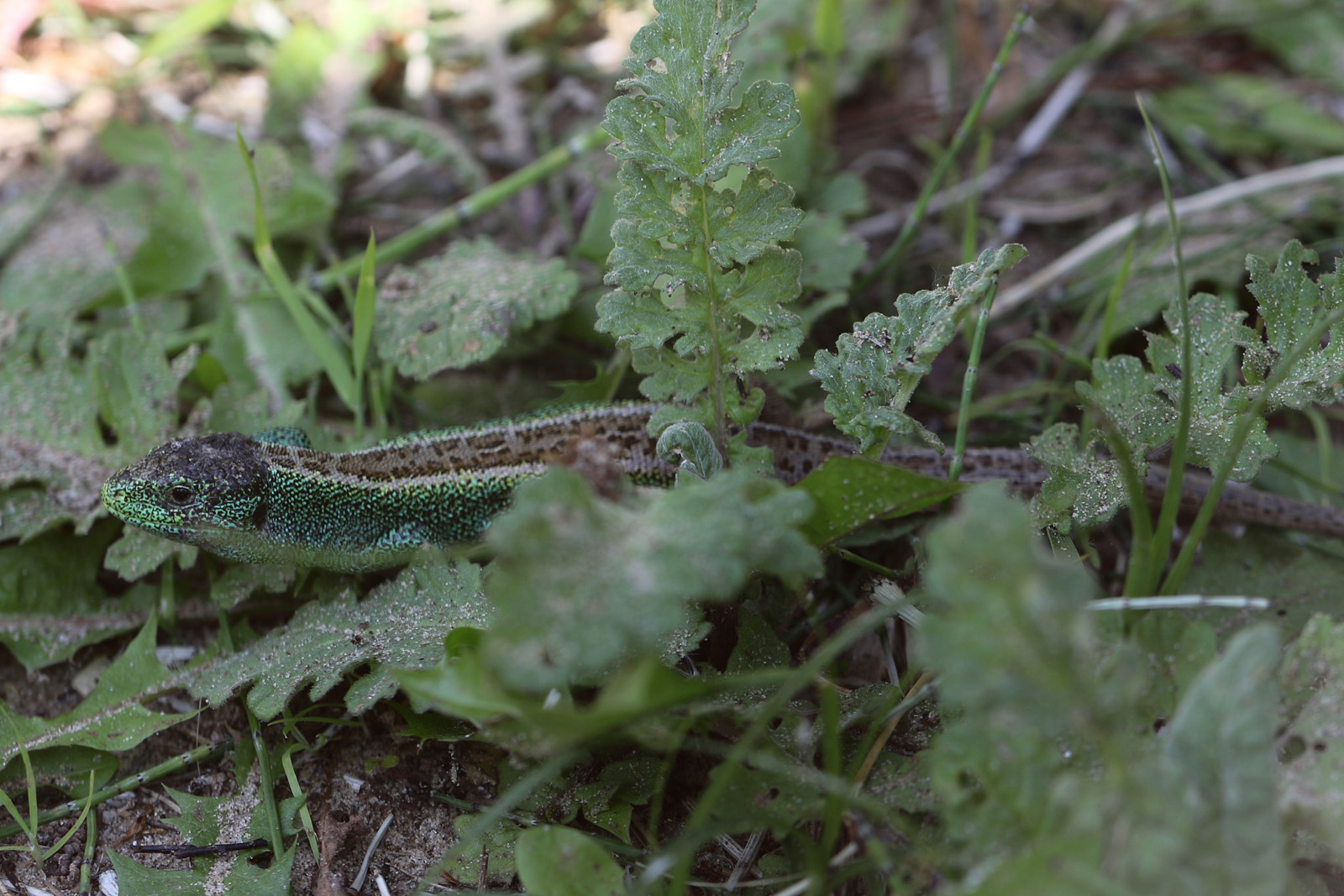 Sand Lizard at Chester Zoo 03-06-2023