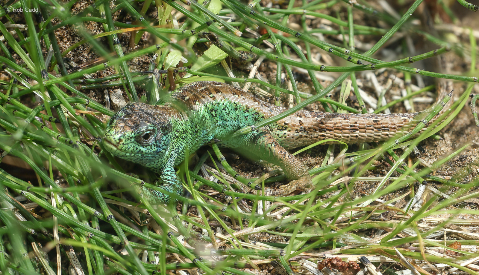 Sand lizard : Chester Zoo : 24 Jun 2024