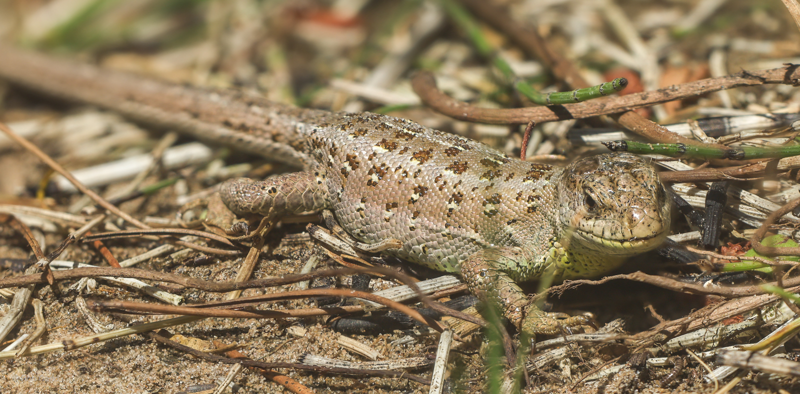 Sand lizard : Chester Zoo : 24 Jun 2024