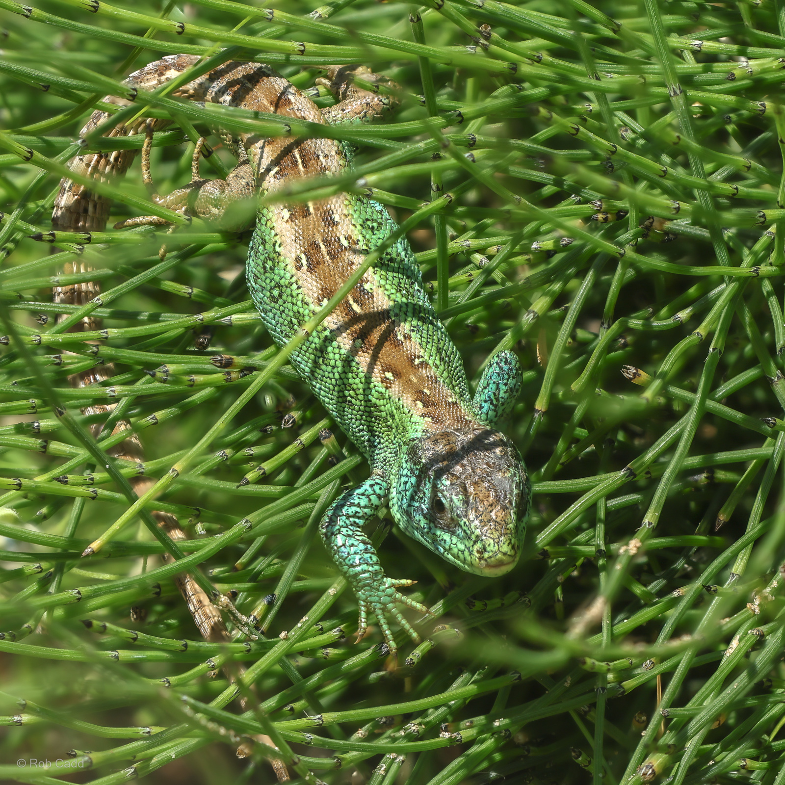 Sand lizard : Chester Zoo : 24 Jun 2024