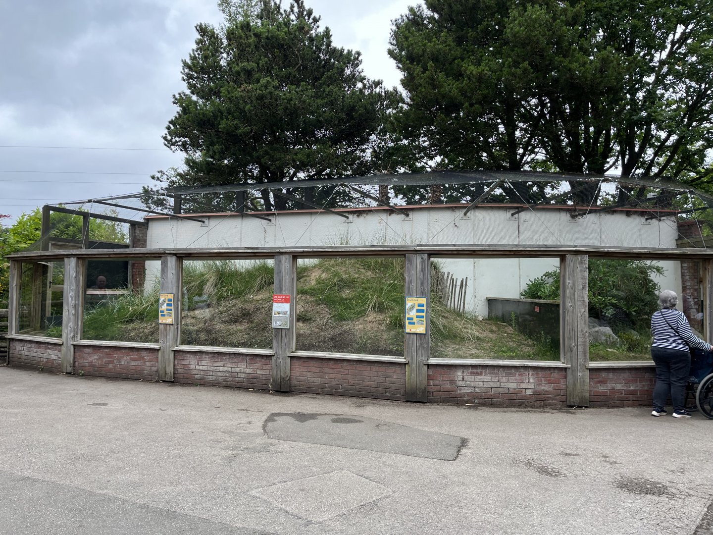 Sand lizard enclosure 29.6.24