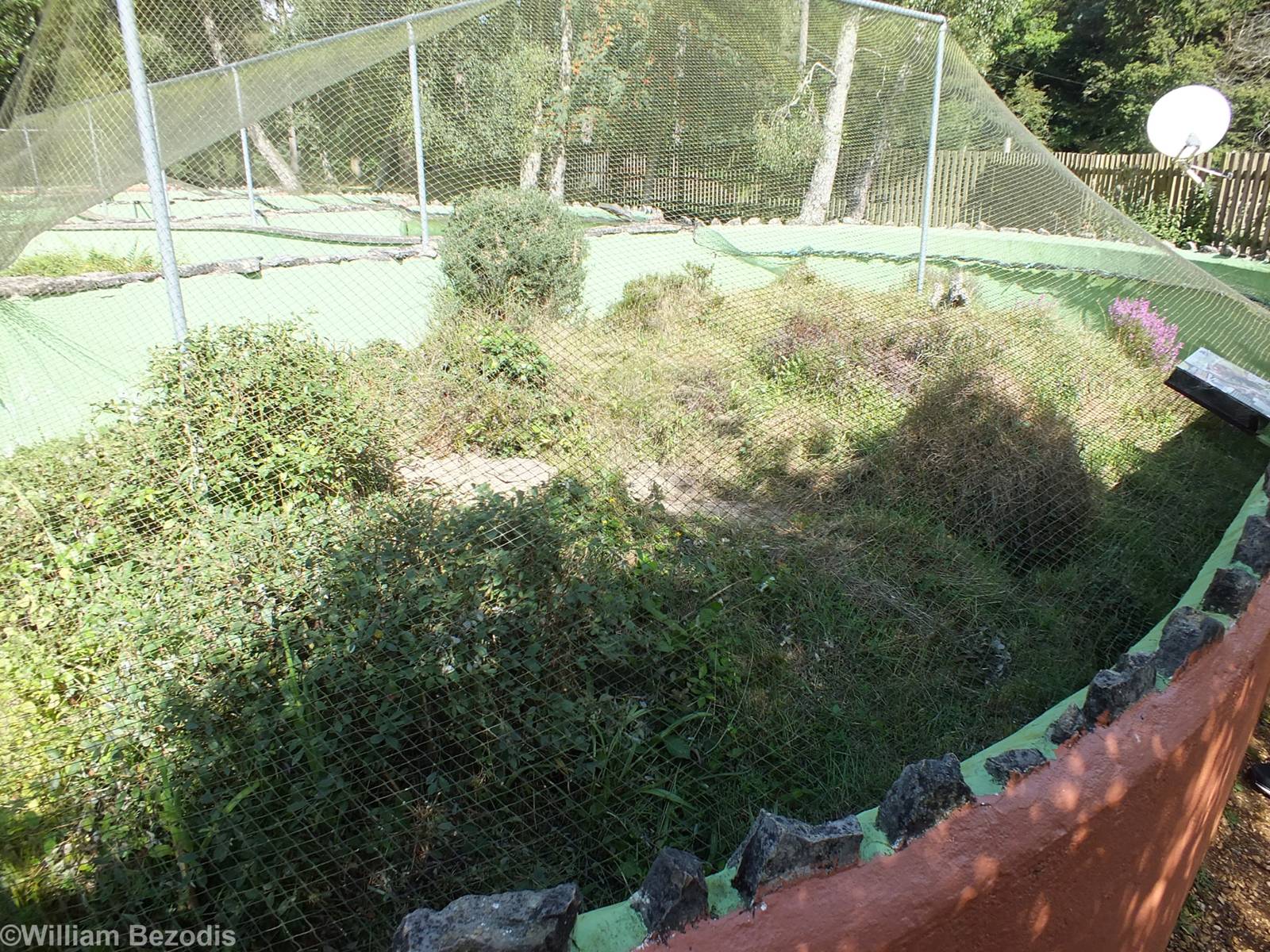 Sand Lizard Enclosure