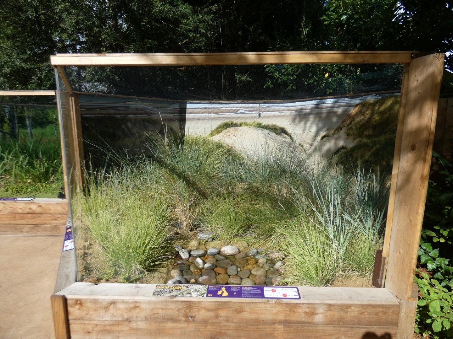 Sand lizard enclosure