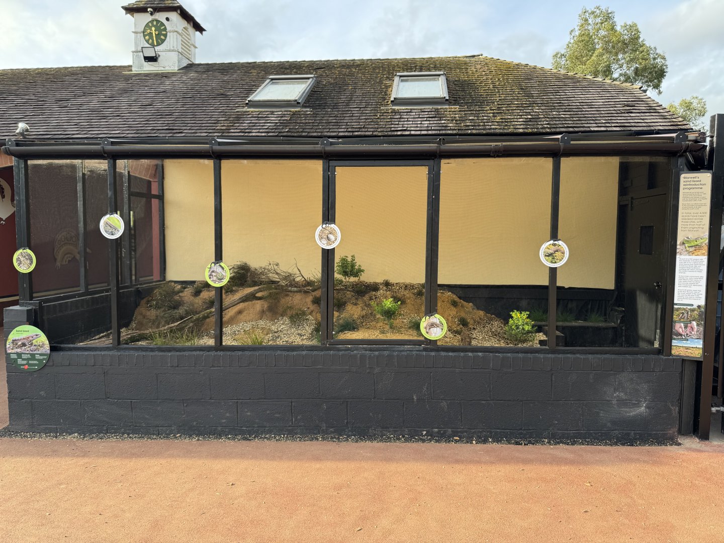 Sand Lizard Enclosure