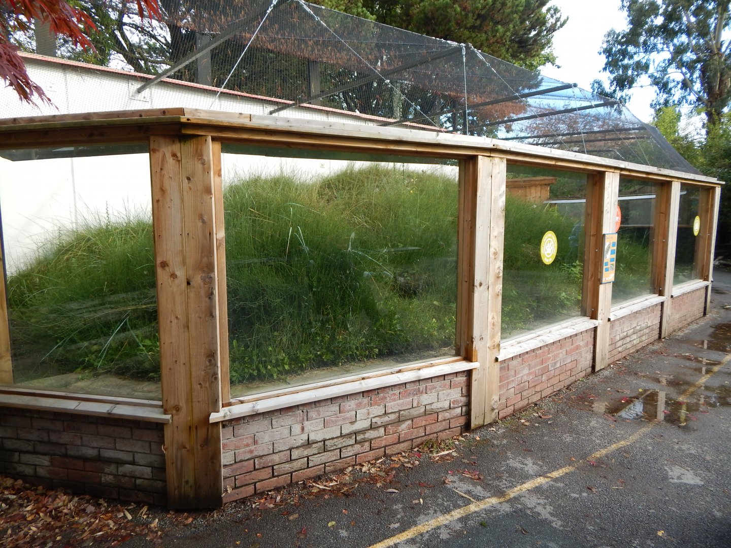 Sand lizard exhibit 081020