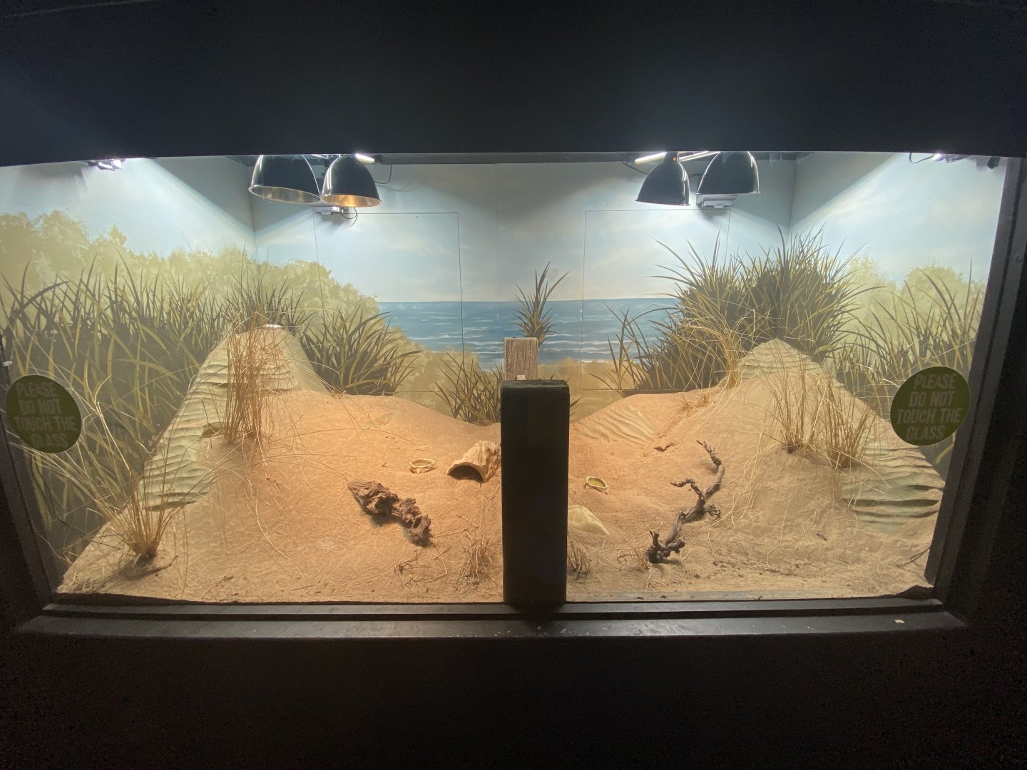 Sand lizard exhibit