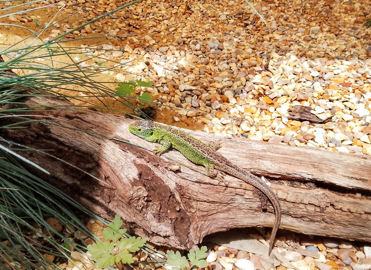 Sand Lizard Lacerta Agilis 310525