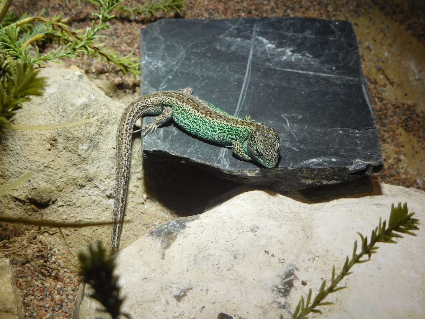 Sand lizard (Lacerta agilis)