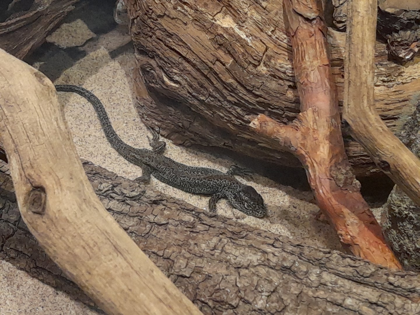 Sand lizard, (Lacerta agilis)