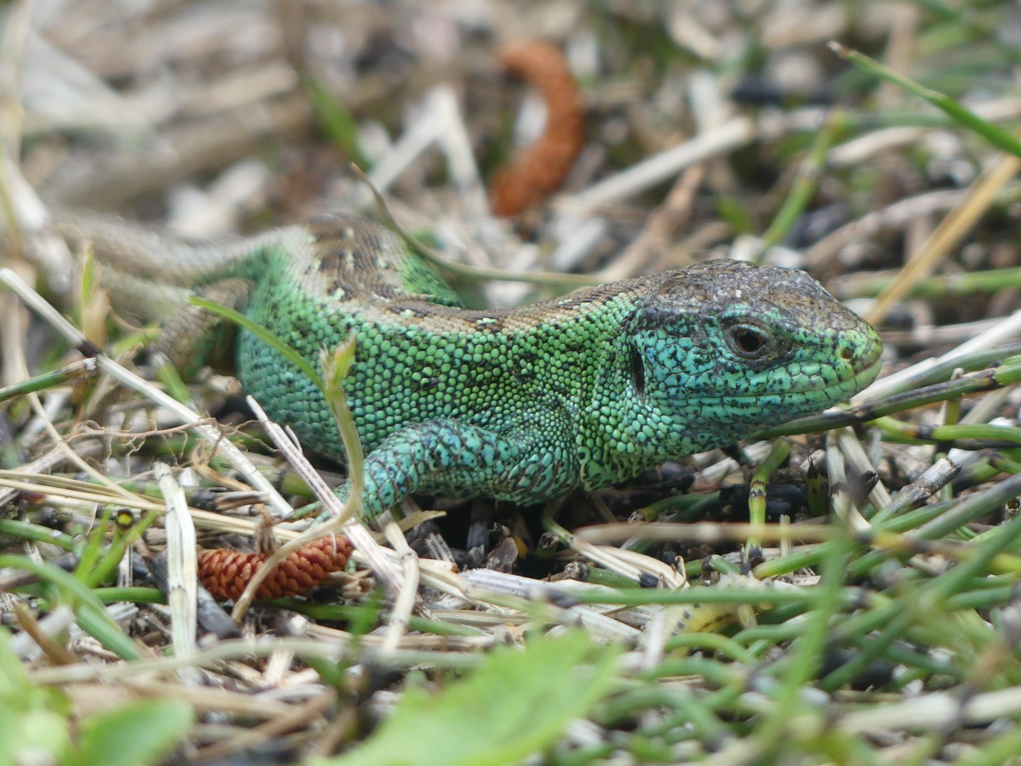 Sand Lizard (male)