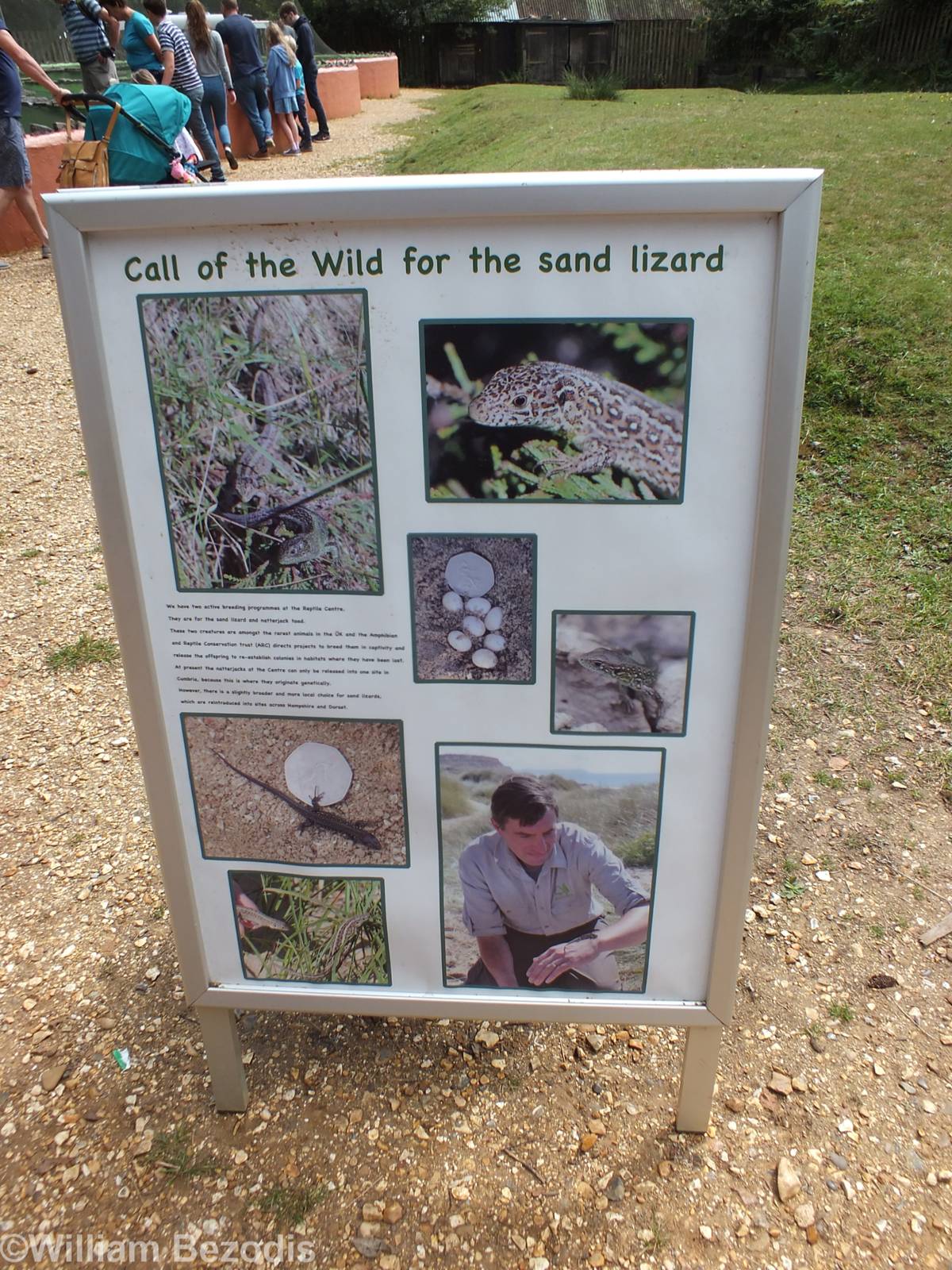 Sand Lizard Reintroduction Sign