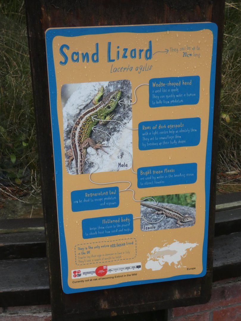 Sand Lizard Signage