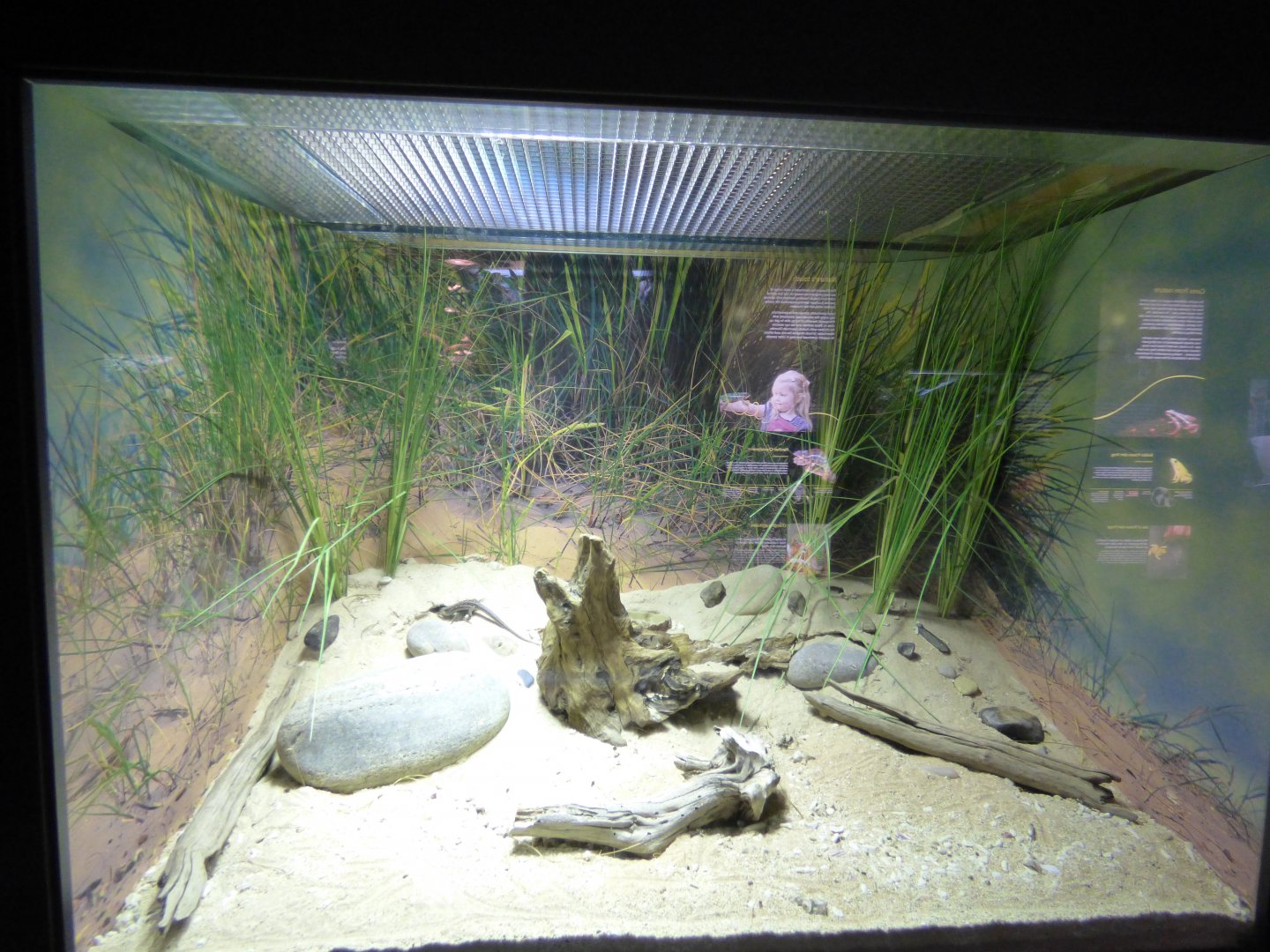 Sand Lizard Vivarium